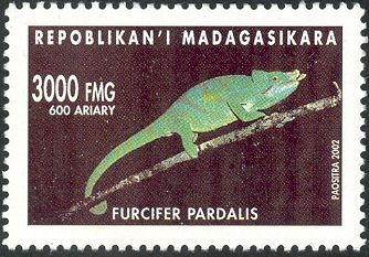Panther Chameleon (Chamaeleo pardalis)