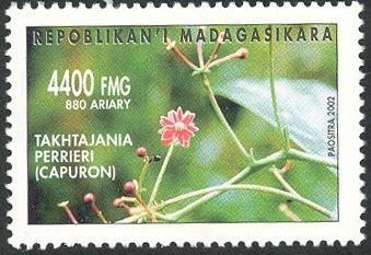 Takhtajania Perrieri