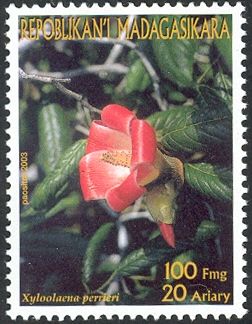 Xyloolaena perrieri