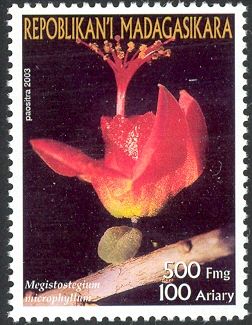 Megistostegium microphyllum