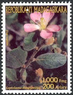 Leptolaena diospyroidea