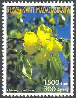 Ochna greveanum