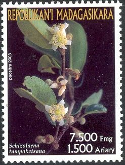 Schizolaena tampoketsana