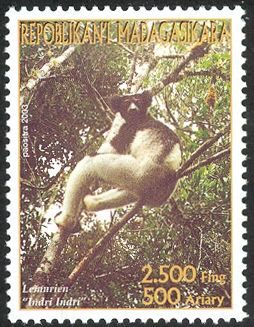 Indri (Indri indri)