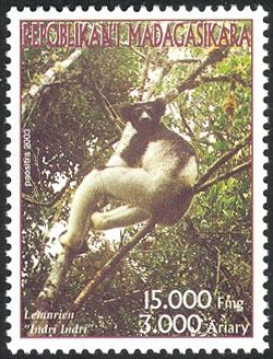 Indri (Indri indri)