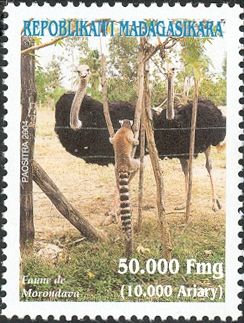 Ostrich (Struthio camelus), Ring-tailed Lemur (Lemur catta)