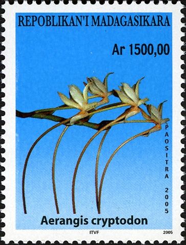 Aerangis cryptodon