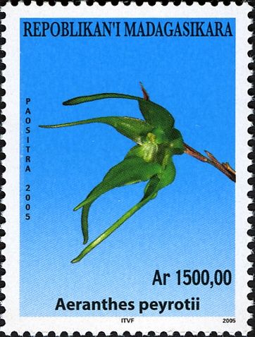 Aeranthes peyrotii