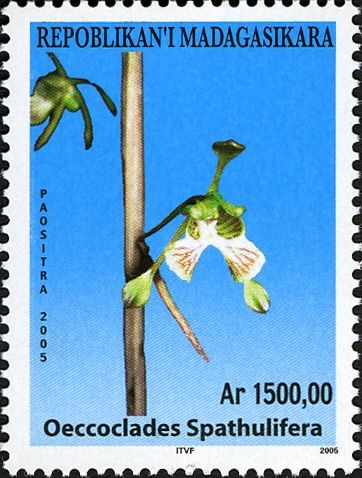 Oeceoclades spathulifera