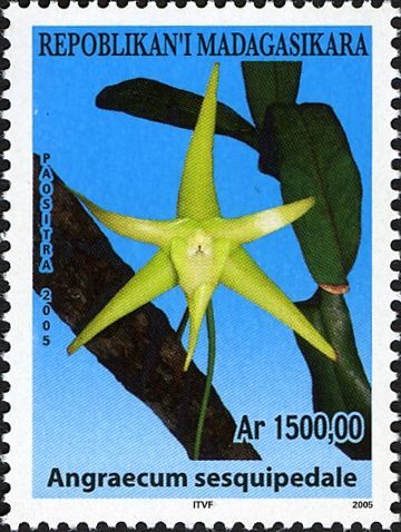 Angraecum sesquipedale