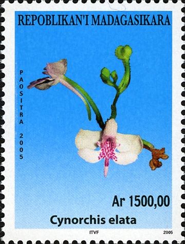 Cynorchis elata