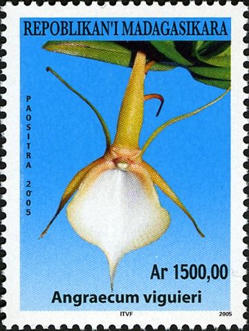 Angraecum viguieri