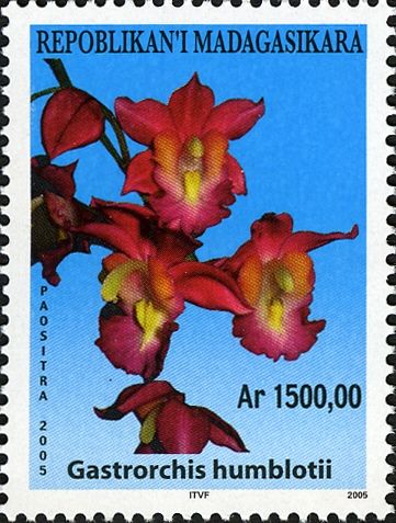 Gastrorchis humblotii