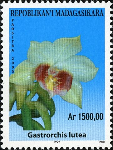 Gastrorchis lutea