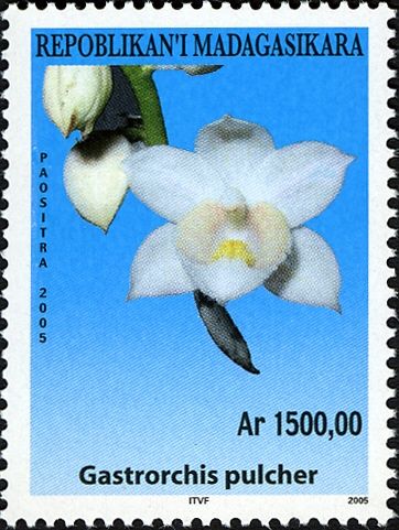 Gastrorchis pulcher