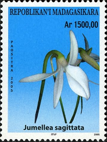 Jumellea sagittata