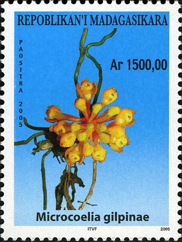 Microcoelia gilpinae