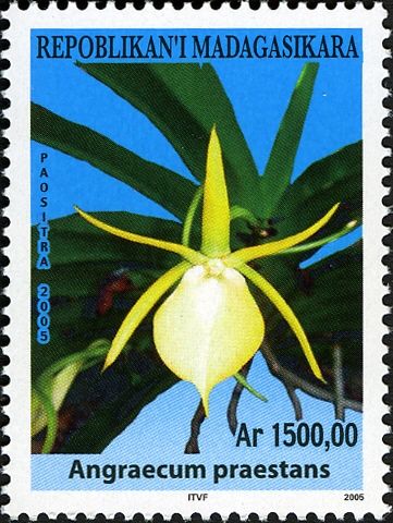 Angraecum praestans