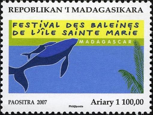 Humpback Whale (Megaptera novaeangliae)