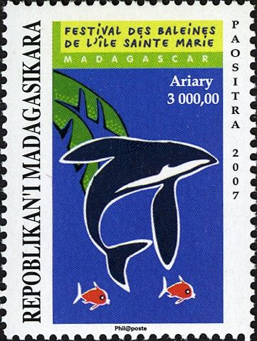 Humpback Whale (Megaptera novaeangliae)