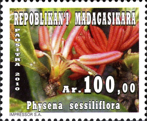 Physena sessiliflora