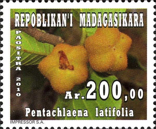 Pentachlaena latifolia