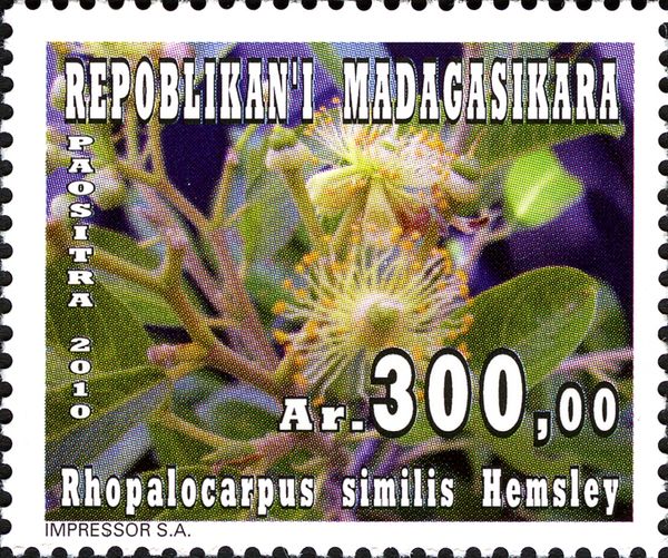 Rhopalocarpus similis Hemsley