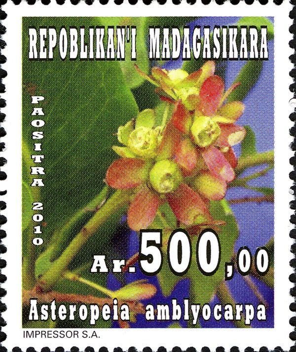 Asteropeia amblyocarpa