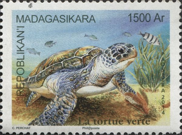 Green Sea Turtle (Chelonia mydas)