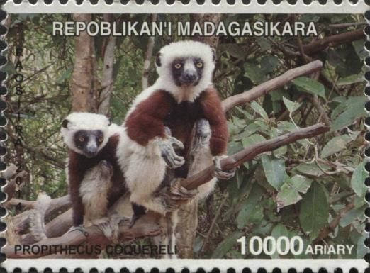 Coquerel's Sifaka (Propithecus coquereli)