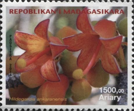 Hildegardia ankaranensis