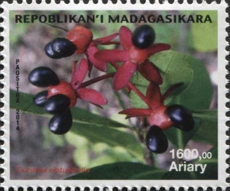 Ouratea obtusifolia