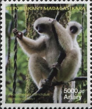 Silky Sifaka (Propithecus candidus)