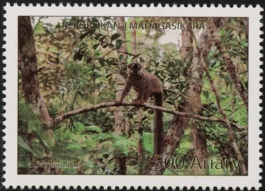 Brown Lemur (Eulemur fulvus)
