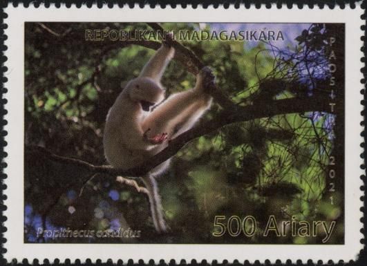 Silky Sifaka (Propithecus candidus)
