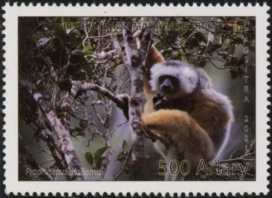 Diademed Sifaka (Propithecus diadema)