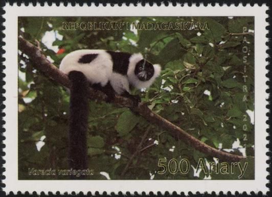 Black and White Ruffed Lemur (Varecia variegata)