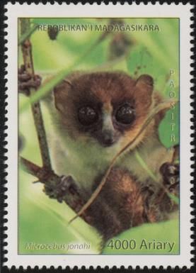 Jonah's Mouse Lemur (Microcebus jonahi)