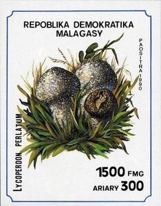 Lycoperdon perlatum