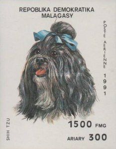 Shih Tzu (Canis lupus familiaris)