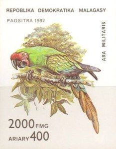 Military Macaw (Ara militaris)