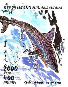 School Shark (Galeorhinus zyopterus)