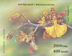 Oncidium tigrinum