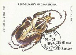 Goliath Beetle (Goliathus goliathus)