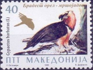 Bearded Vulture (Gypaetus barbatus)