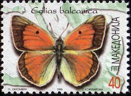 Balkan Clouded Yellow (Colias balcanica)