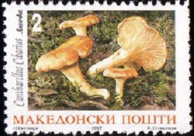 Cantharellus cibarius