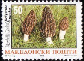 Morchella conica