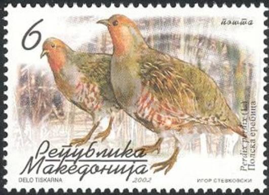 Gray Partridge (Perdix perdix)