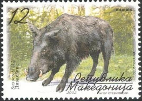 Wild Boar (Sus scrofa)